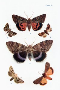 Různé druhy můr, ilustrace z knihy Butterflies, Moths and Other Insects and Creatures of the Countryside, vydané v roce 1927.